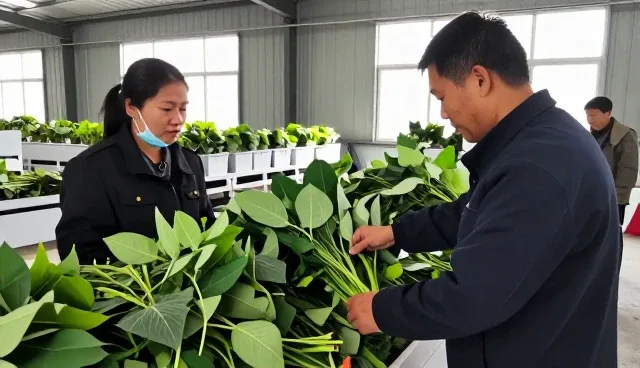 种苗供应如何适应不同应用环境